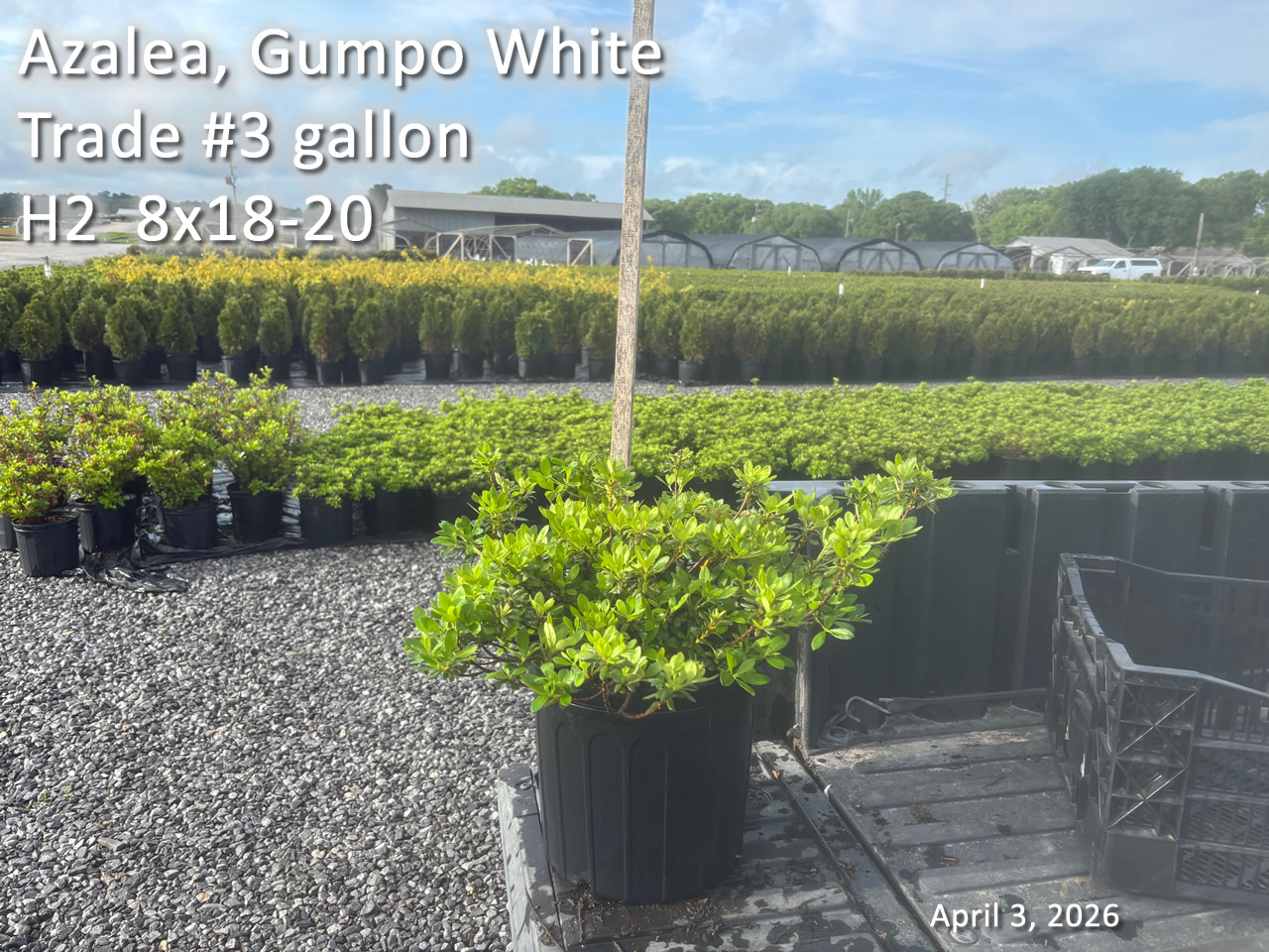 gallery/gw3t h2 apr3.jpg